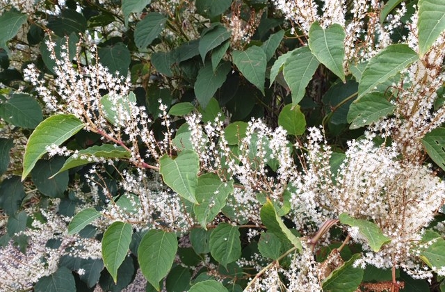 Japanse duizendknoop verwijderen uit uw tuin?