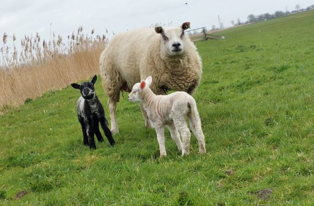 Nieuws vanuit Nij Dekama april 2026